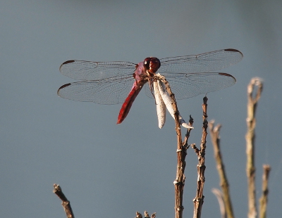 [A front view of a male holding onto a seed pod. Not only are the eyes a dark color, the underside of the belly is a magenta color so apparently only the top half is pink.]